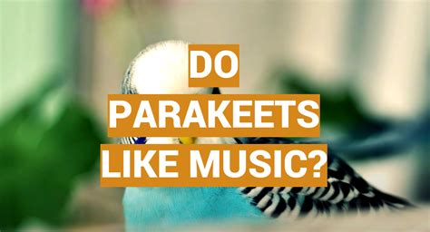 Do Parakeets Like Music? And The Many Layers of Bird Song