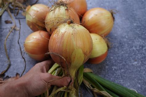 how to braid onions: exploring the art of onion braiding